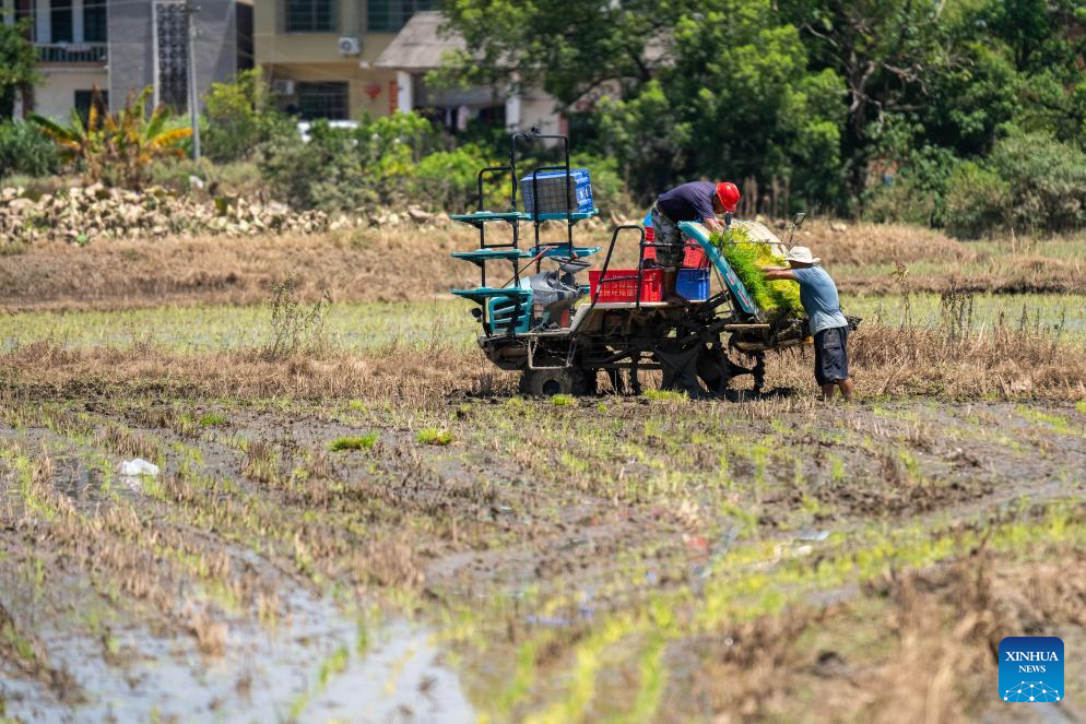 Farmers begin rice transplanting after dike breaches sealed in C China