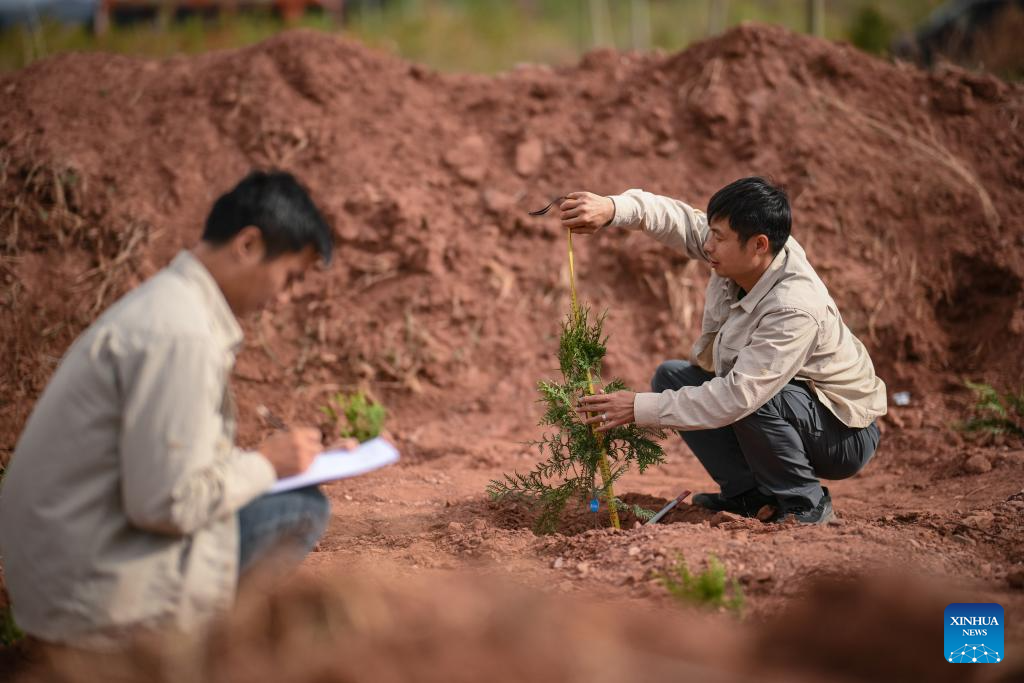 In pics: guardians of endangered trees in SW China's Chongqing