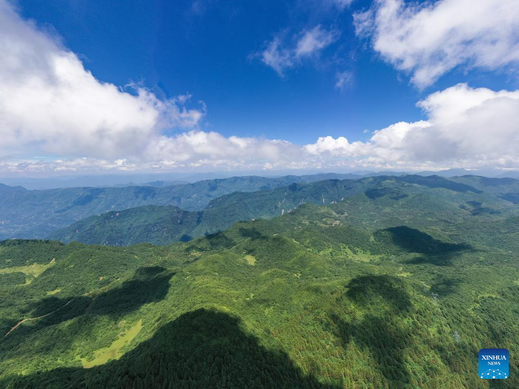 In pics: guardians of endangered trees in SW China's Chongqing