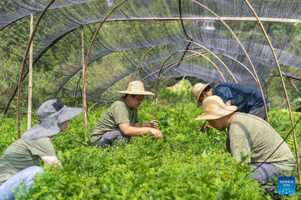 In pics: guardians of endangered trees in SW China's Chongqing