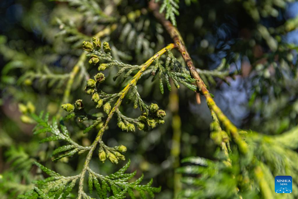 In pics: guardians of endangered trees in SW China's Chongqing