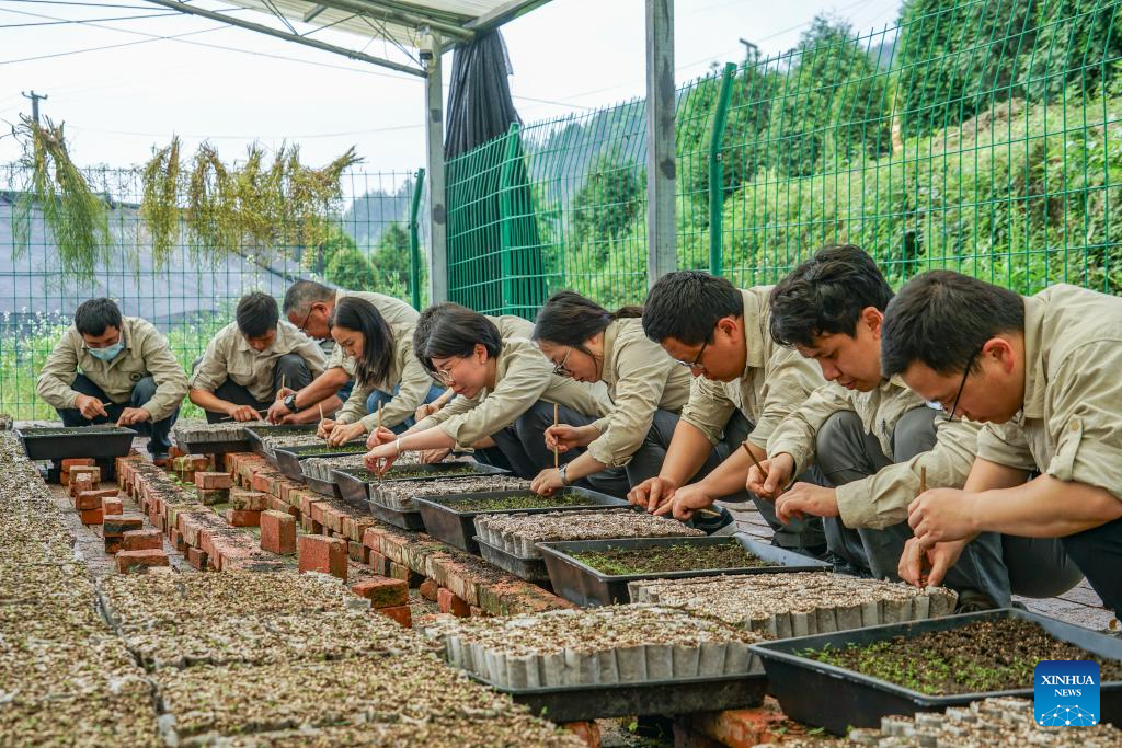 In pics: guardians of endangered trees in SW China's Chongqing