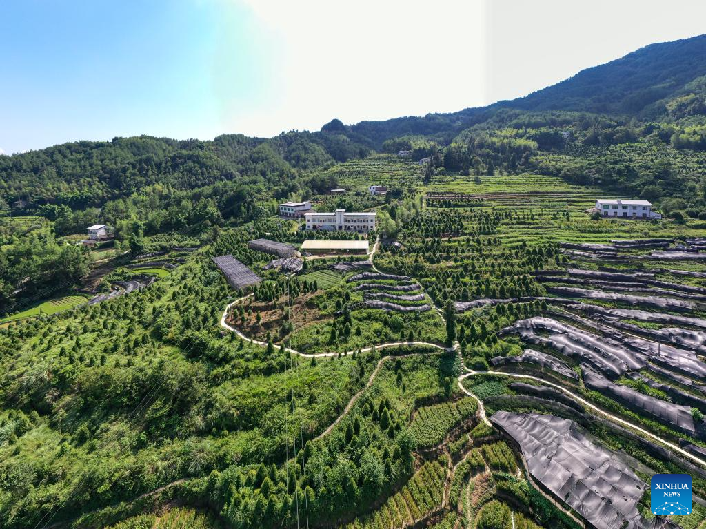 In pics: guardians of endangered trees in SW China's Chongqing