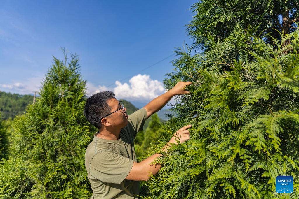 In pics: guardians of endangered trees in SW China's Chongqing