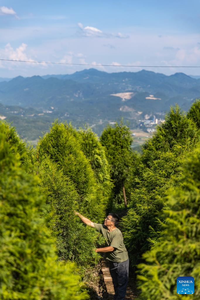 In pics: guardians of endangered trees in SW China's Chongqing