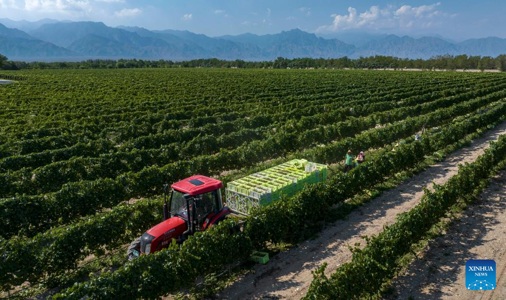 Workers harvest white wine grapes in Ningxia, NW China