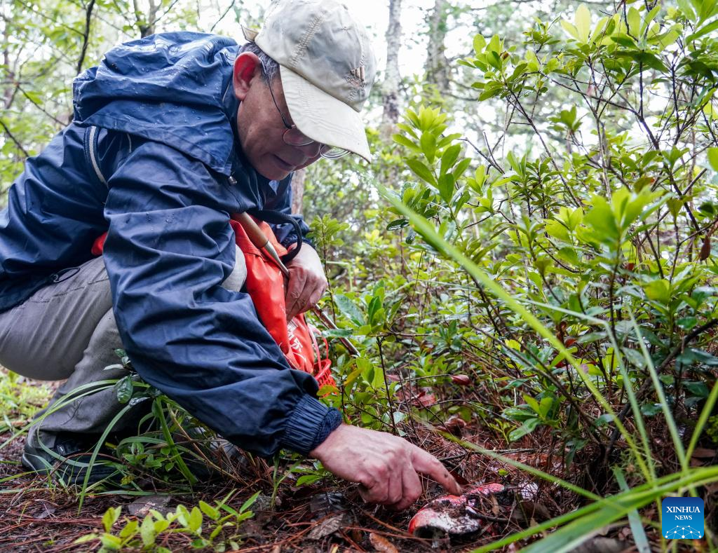 Feature: Mushroom-themed tours emerge as popular summer-vacation option