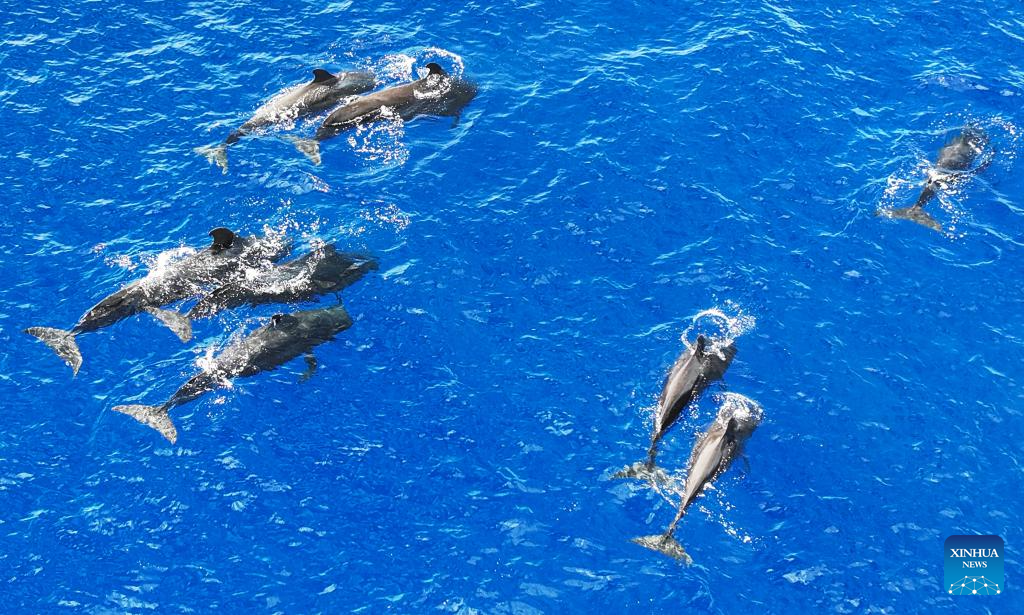 Short-finned pilot whales spotted in South China Sea