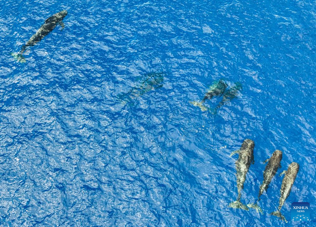 Short-finned pilot whales spotted in South China Sea