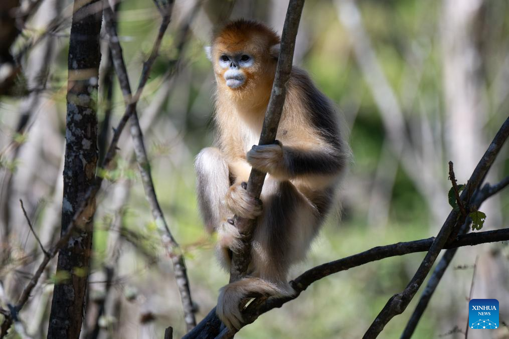 Shennongjia Forestry District in C China sees growing golden monkey population