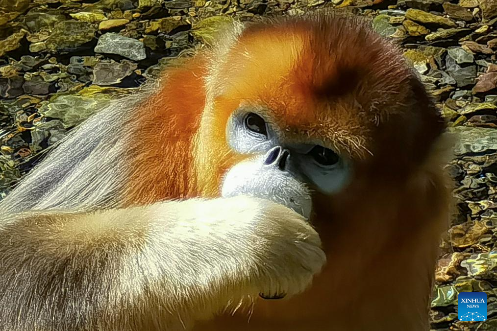 Shennongjia Forestry District in C China sees growing golden monkey population