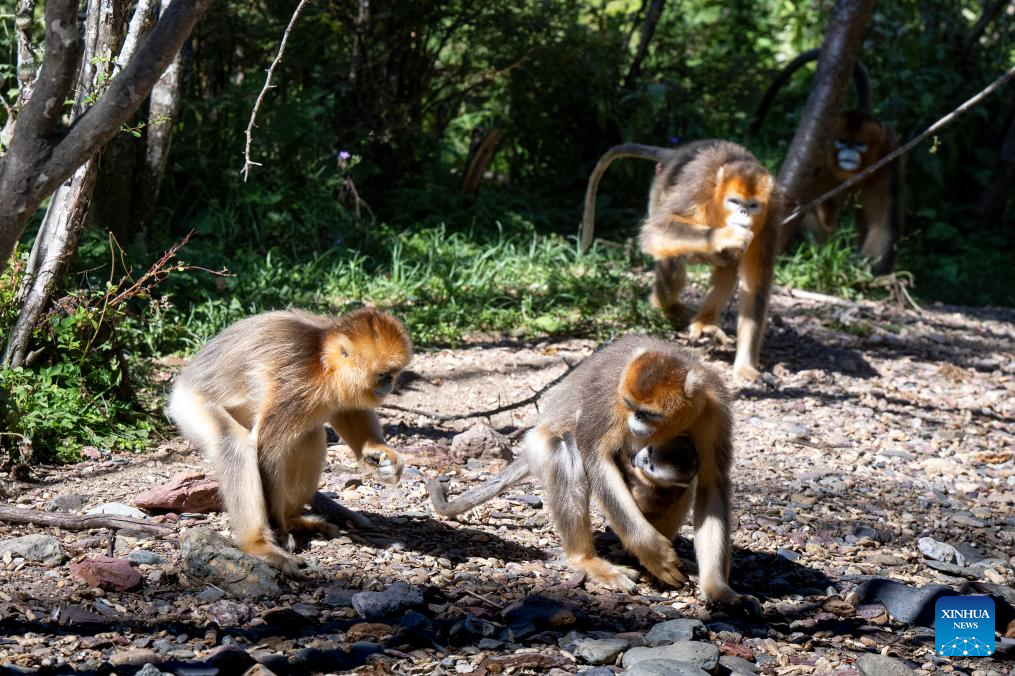 Shennongjia Forestry District in C China sees growing golden monkey population