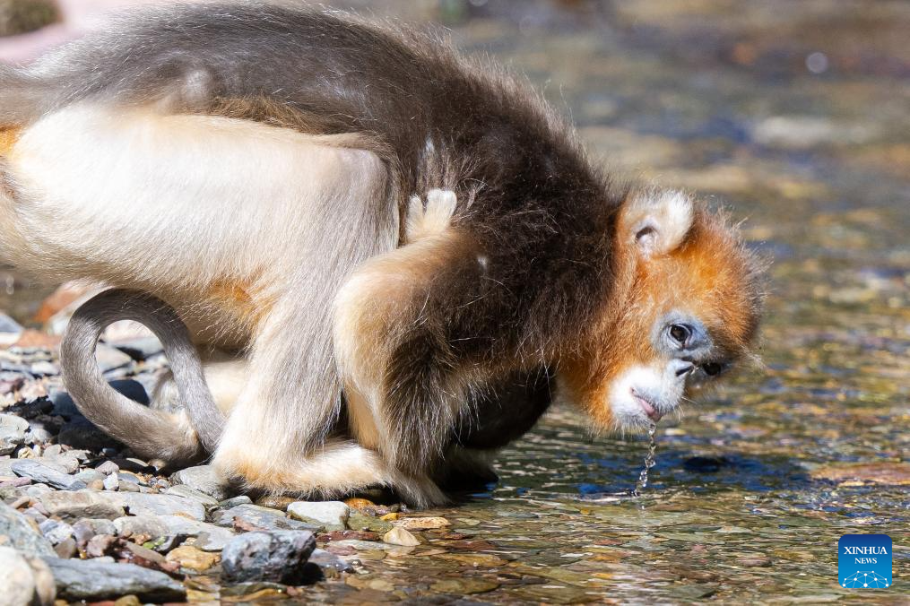 Shennongjia Forestry District in C China sees growing golden monkey population