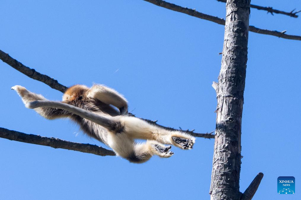 Shennongjia Forestry District in C China sees growing golden monkey population