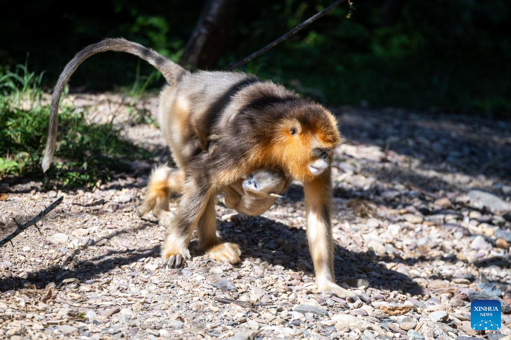 Shennongjia Forestry District in C China sees growing golden monkey population