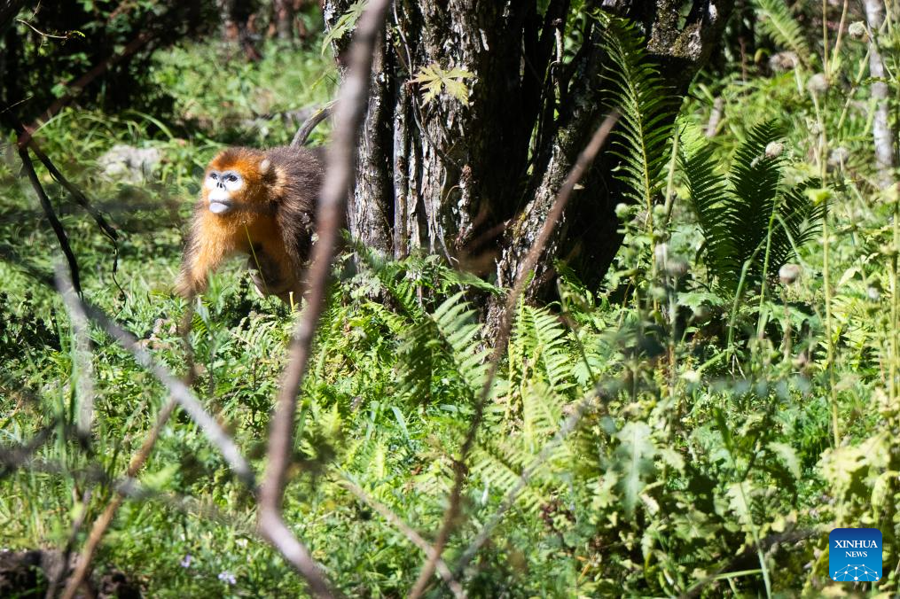 Shennongjia Forestry District in C China sees growing golden monkey population