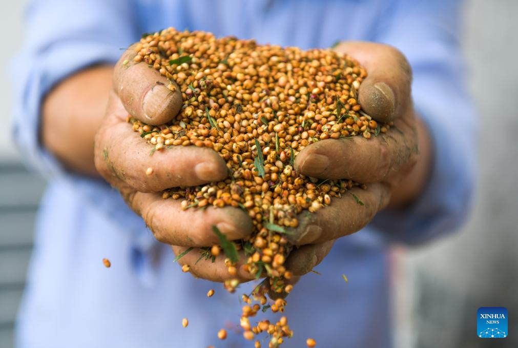 Sorghum fields enter harvest season in Huairen, Guizhou