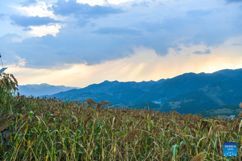 Sorghum fields enter harvest season in Huairen, Guizhou