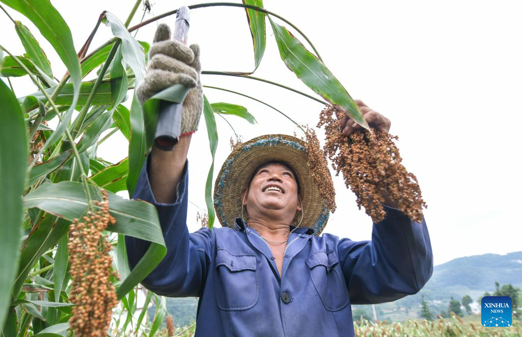 Sorghum fields enter harvest season in Huairen, Guizhou