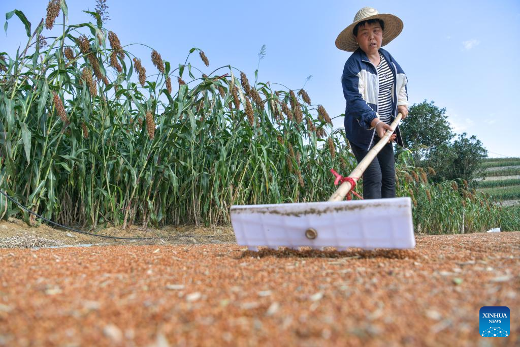 Sorghum fields enter harvest season in Huairen, Guizhou