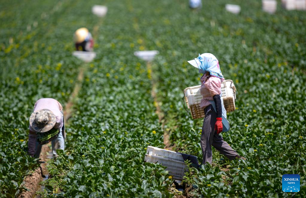 Qujiang in NW China develops large-scale vegetable planting industry supplying Greater Bay Area