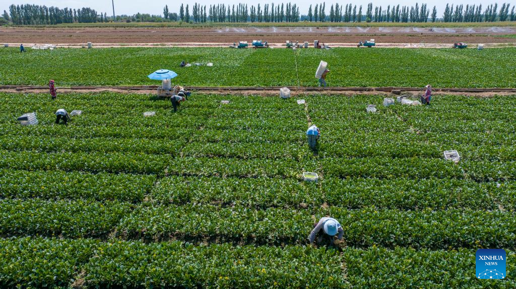 Qujiang in NW China develops large-scale vegetable planting industry supplying Greater Bay Area