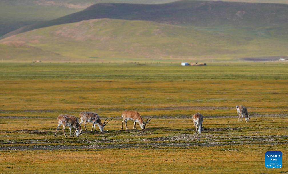 Tibetan antelopes seen in Serling Tso national nature reserve, Xizang