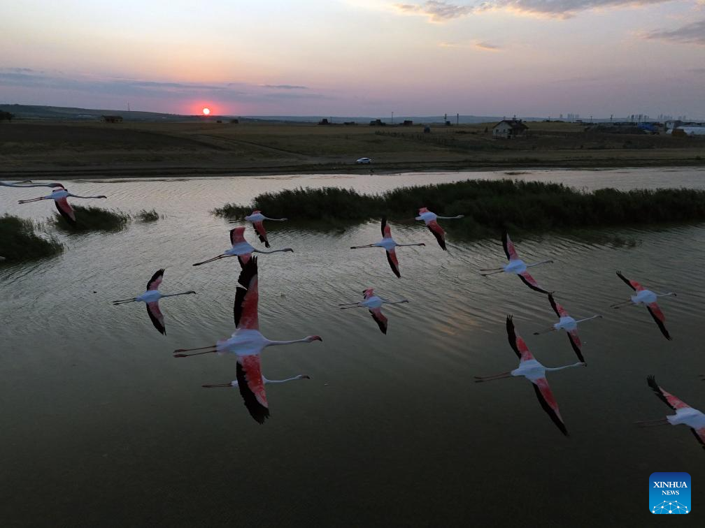 Flamingos fly over Sel Kapani Dam Lake in Türkiye