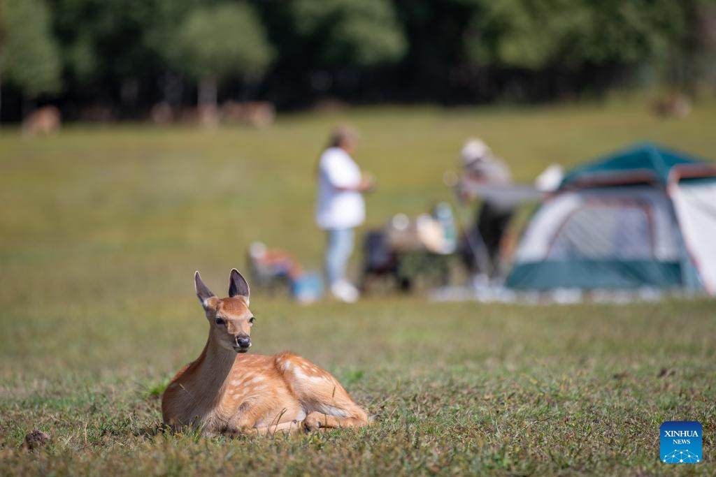 Northeast China attractions turn cool resources into summer tourism gold