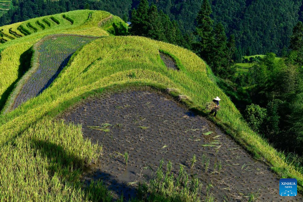 Farmers harvest paddy in terraced fields in SW China's Guizhou