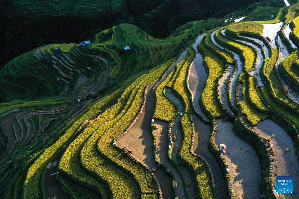 Farmers harvest paddy in terraced fields in SW China's Guizhou