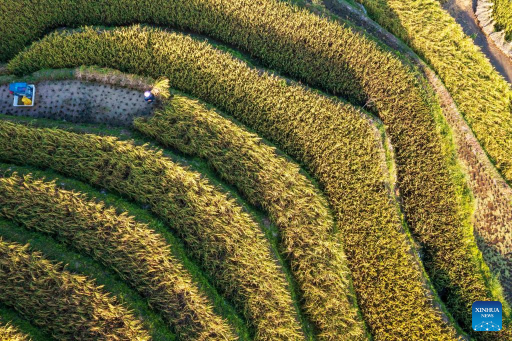 Farmers harvest paddy in terraced fields in SW China's Guizhou