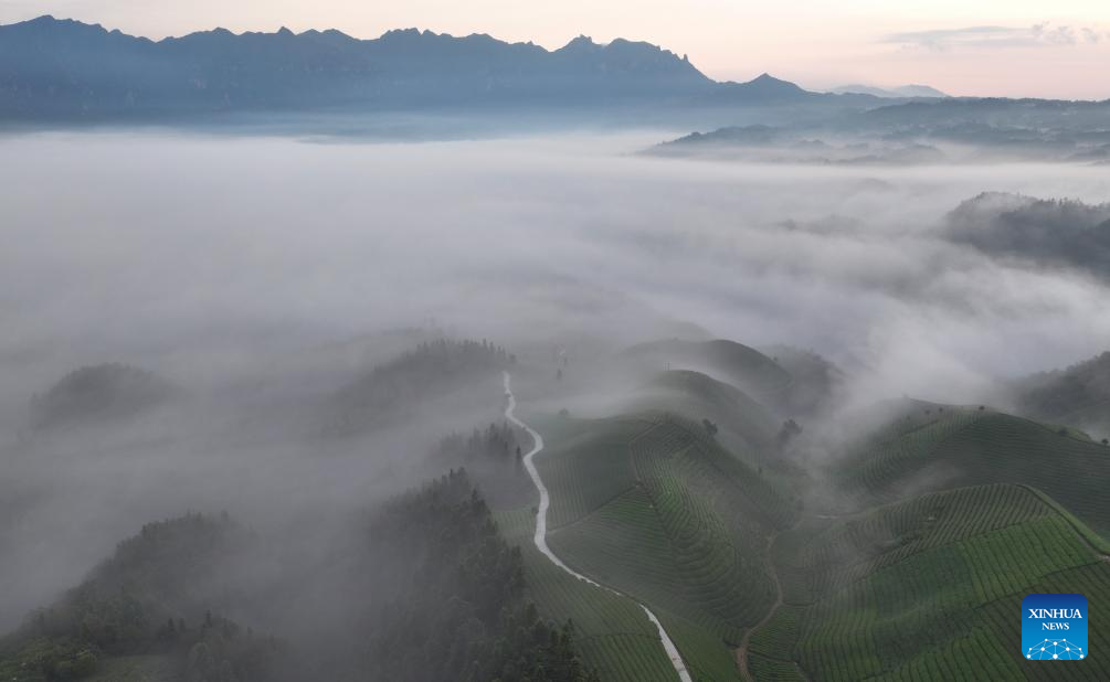 Scenery of tea garden in Mu'er Mountain, C China's Hubei