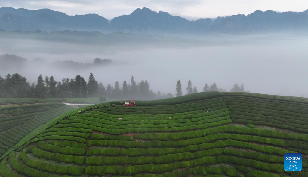 Scenery of tea garden in Mu'er Mountain, C China's Hubei