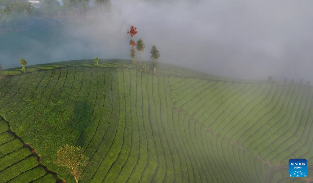 Scenery of tea garden in Mu'er Mountain, C China's Hubei