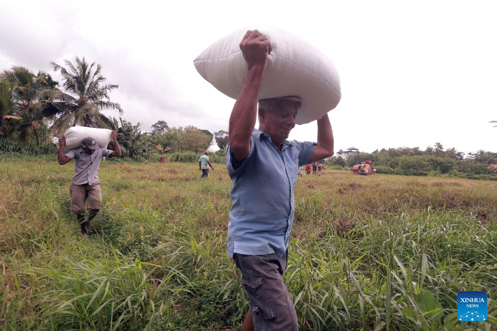 Farmers harvest rice in paddy field in Sri Lanka