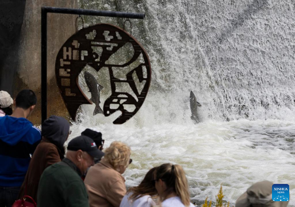 Fish migrate to spawning grounds at Port Hope, Canada