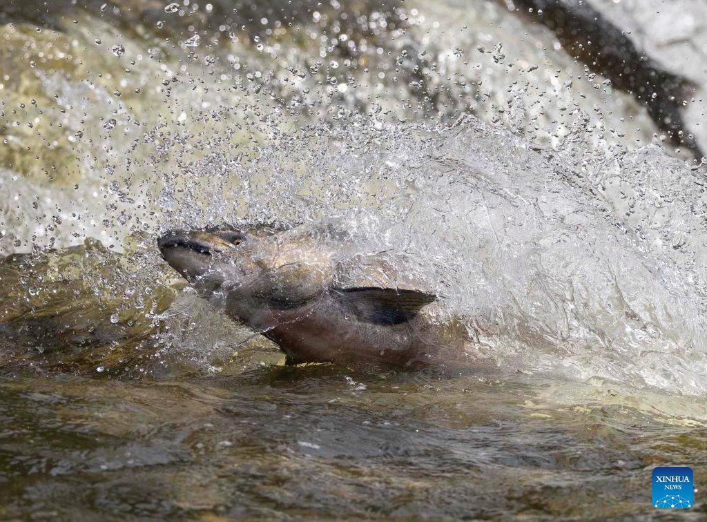 Fish migrate to spawning grounds at Port Hope, Canada