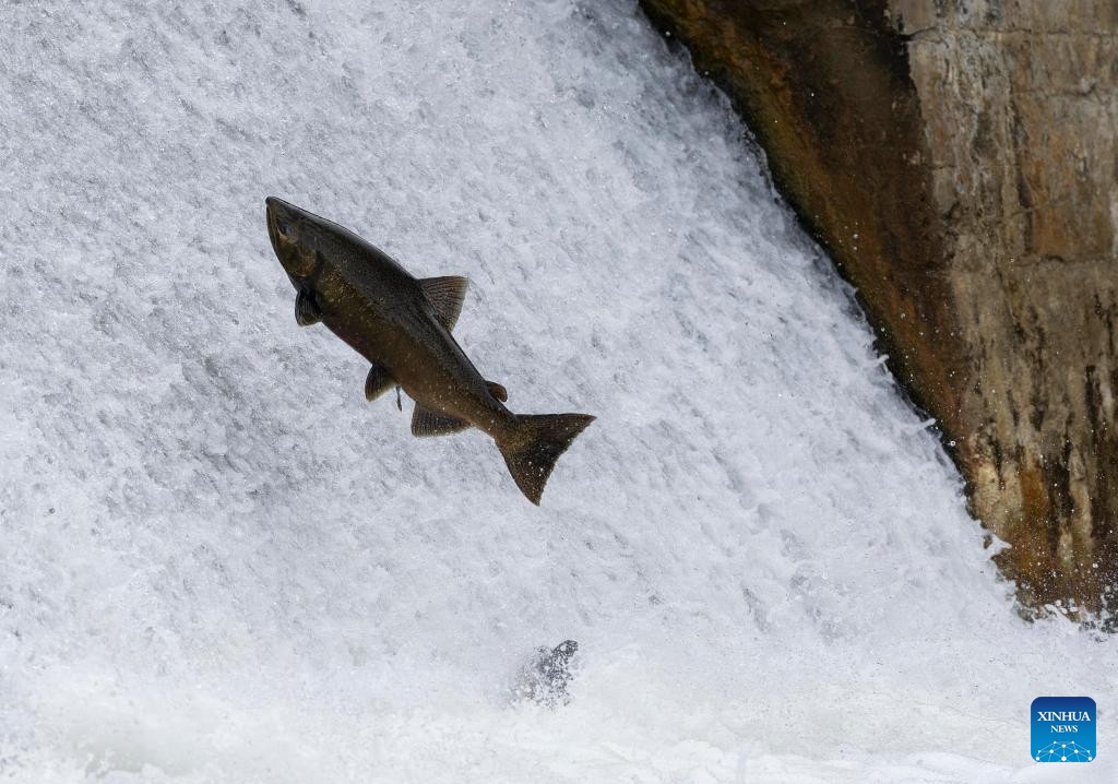 Fish migrate to spawning grounds at Port Hope, Canada