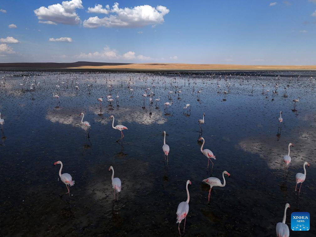 Flamingos seen at Salt Lake in Ankara, Türkiye