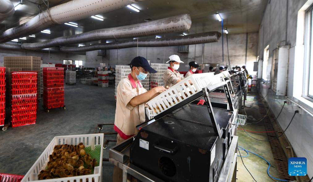 China's Hainan accelerates work resumption in wake of super typhoon