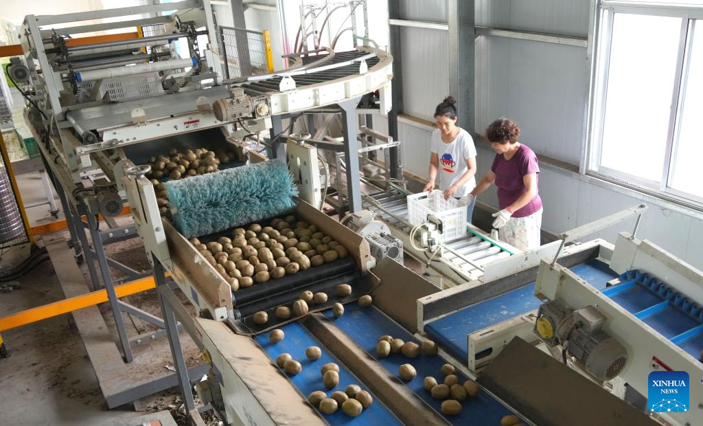 Zibo in E China witnesses harvest season of kiwi fruits