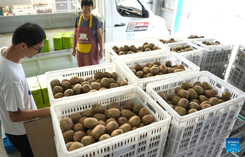 Zibo in E China witnesses harvest season of kiwi fruits