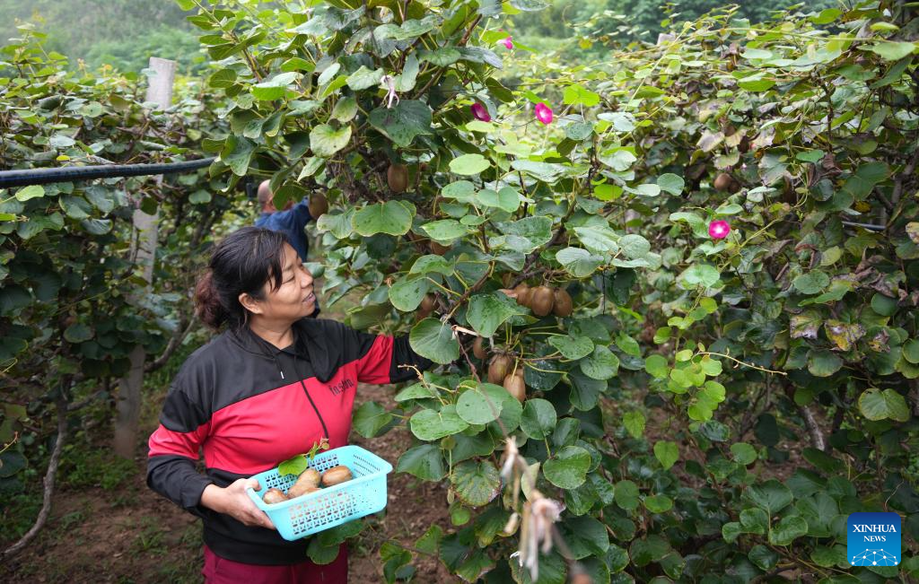 Zibo in E China witnesses harvest season of kiwi fruits