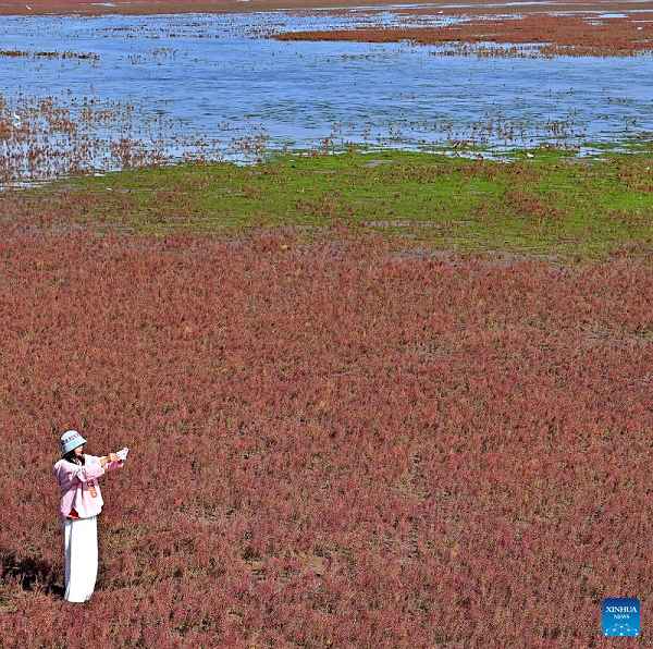 View of Red Beach scenic area in China's Liaoning