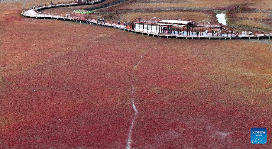 View of Red Beach scenic area in China's Liaoning