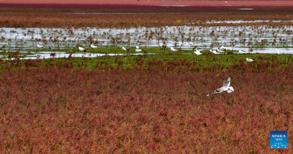 View of Red Beach scenic area in China's Liaoning