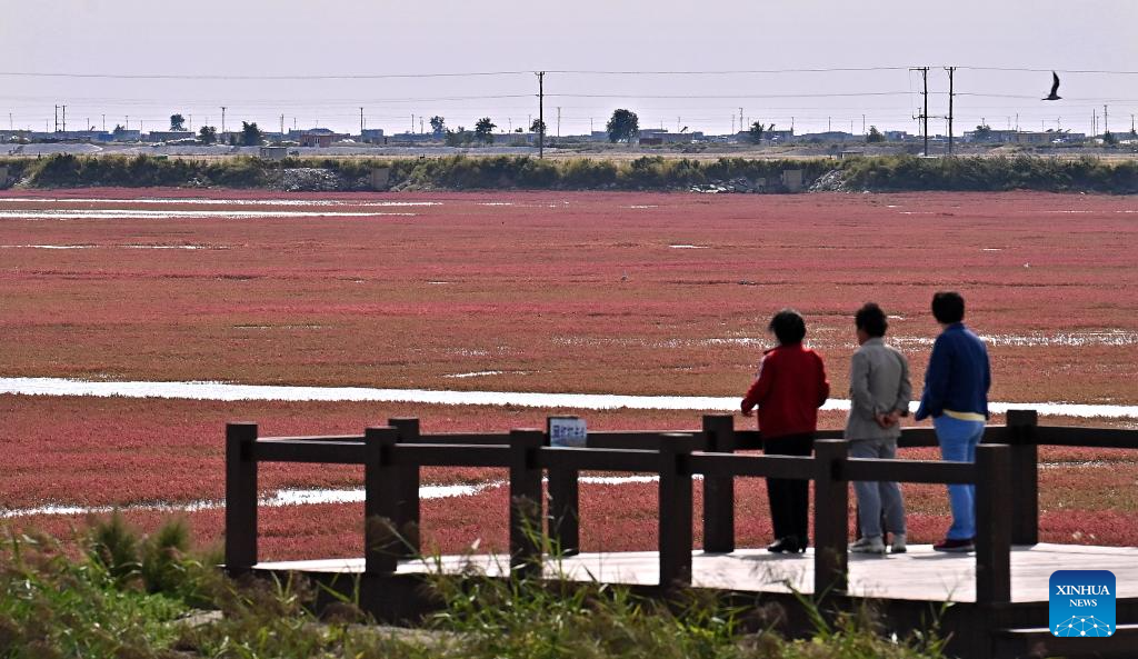 View of Red Beach scenic area in China's Liaoning