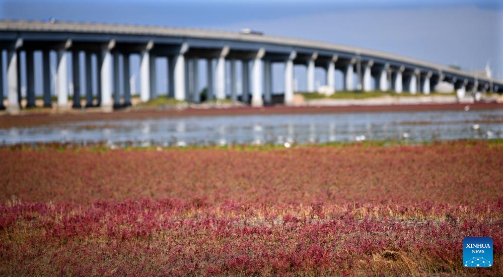 View of Red Beach scenic area in China's Liaoning