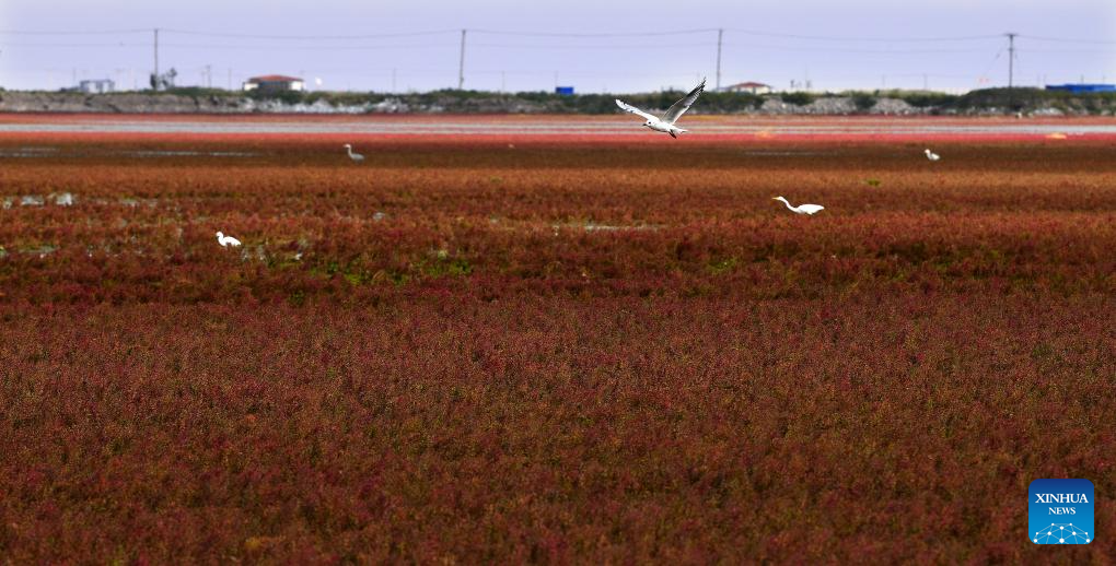 View of Red Beach scenic area in China's Liaoning